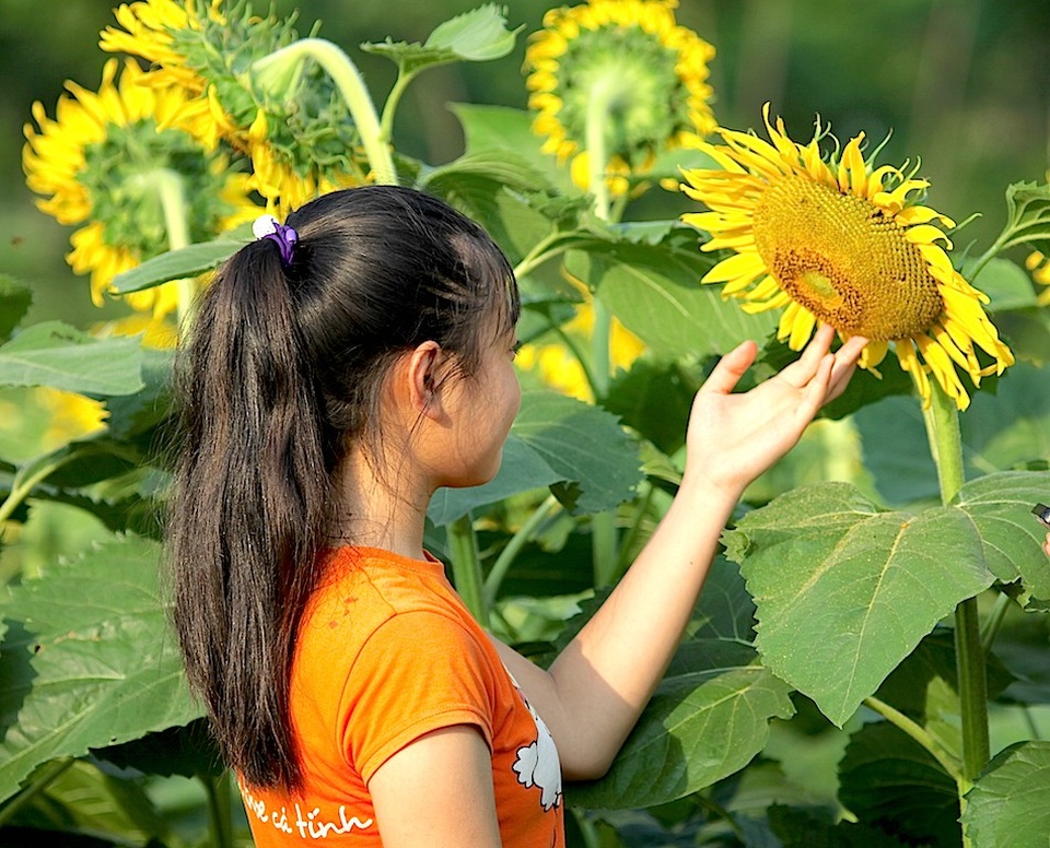 Hút hồn cánh đồng hoa hướng dương trái mùa ở miền Tây xứ Nghệ - 14 Hút hồn cánh đồng hoa hướng dương trái mùa ở miền Tây xứ Nghệ - 14