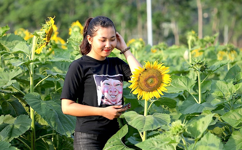 Hút hồn cánh đồng hoa hướng dương trái mùa ở miền Tây xứ Nghệ - 15 Hút hồn cánh đồng hoa hướng dương trái mùa ở miền Tây xứ Nghệ - 15