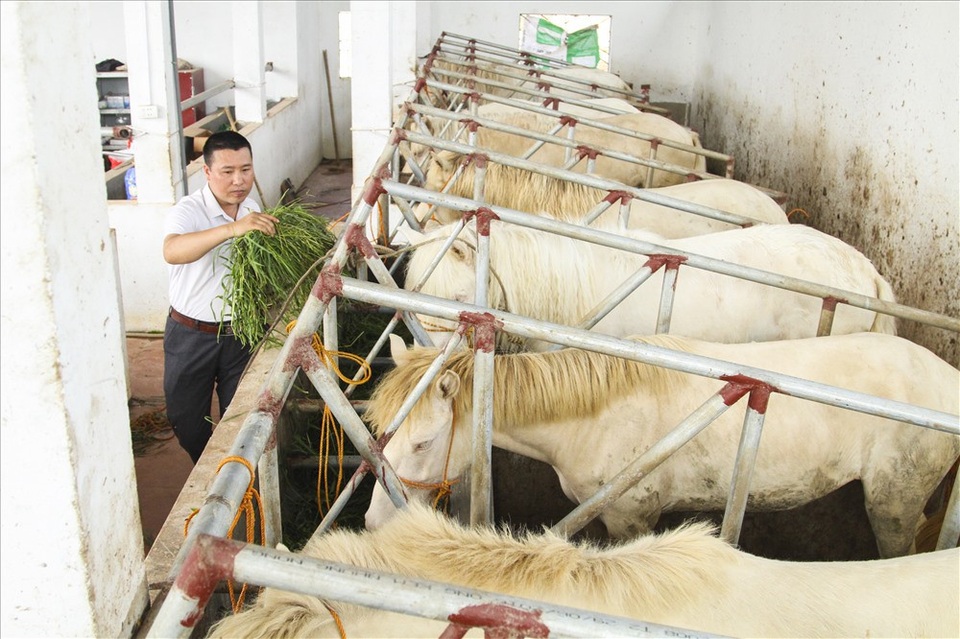 Nuôi ngựa bạch sắm nhà lầu, xe hơi ở Thái Nguyên - 3
Anh Dương Xuân Trường - Chủ cơ sở sản xuất cao ngựa bạch chia sẻ: Một con ngựa bạch tốt thì những bộ phận quan trọng của con ngựa được cấu tạo theo nguyên lý như: mắt tây, mõm hồng, móng màu trắng ngà.