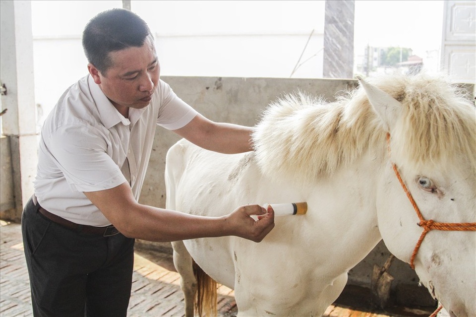 Nuôi ngựa bạch sắm nhà lầu, xe hơi ở Thái Nguyên - 7
Con ngựa bạch này được anh Trường chọn mua từ trên Cao Bằng về. Trước khi ghép đàn ngựa được tiêm phòng đầy đủ tránh lây nhiễm bệnh chuyển vùng. Cũng theo anh Cường giống ngựa bạch có sức sống rất mãnh liệt nhưng nếu ai không biết cách chăm sóc thì ngựa sẽ ốm yếu và có thể chết bất cứ lúc nào.