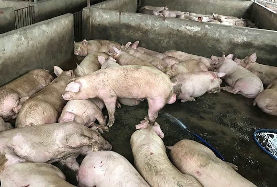 Hàng trăm con heo được bơm căng nước trước khi đưa đi tiêu thụ. Ảnh: CAĐN