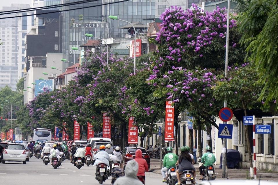 Mùa hoa bằng lăng nở tím trời Hà Nội - 1
Các phố Văn Cao, Kim Mã, Đào Tấn của Hà Nội là những nơi trồng nhiều cây bằng lăng. Đang mùa hoa nở, cả đoạn phố rực rỡ màu hoa tím ngắt.