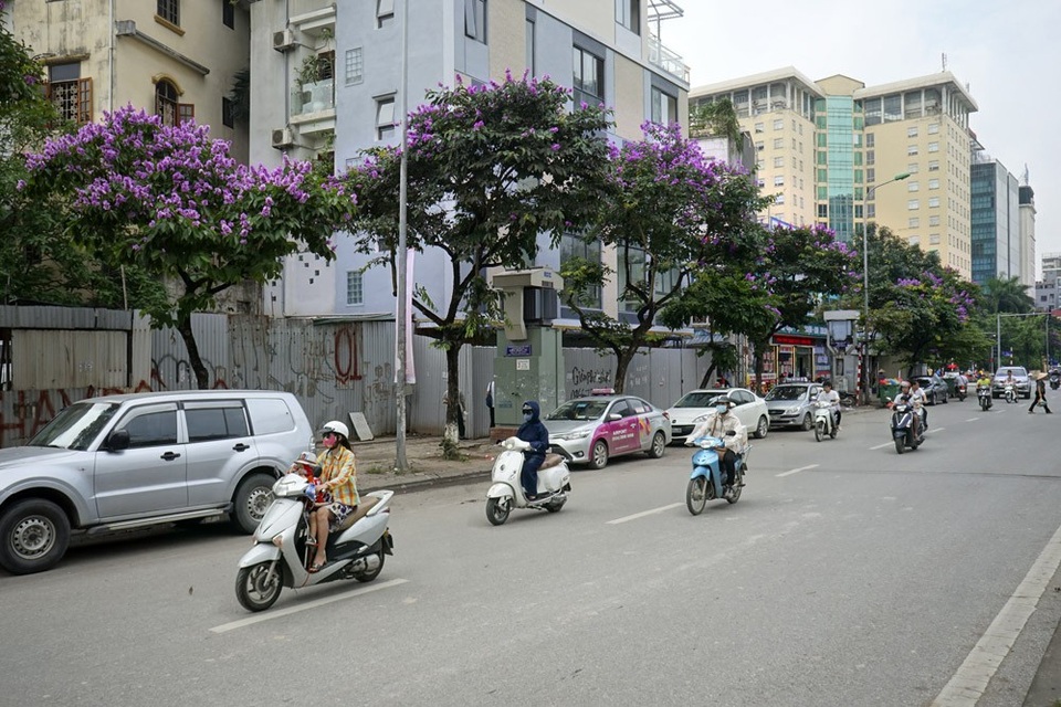 Mùa hoa bằng lăng nở tím trời Hà Nội - 12 Mùa hoa bằng lăng nở tím trời Hà Nội - 12