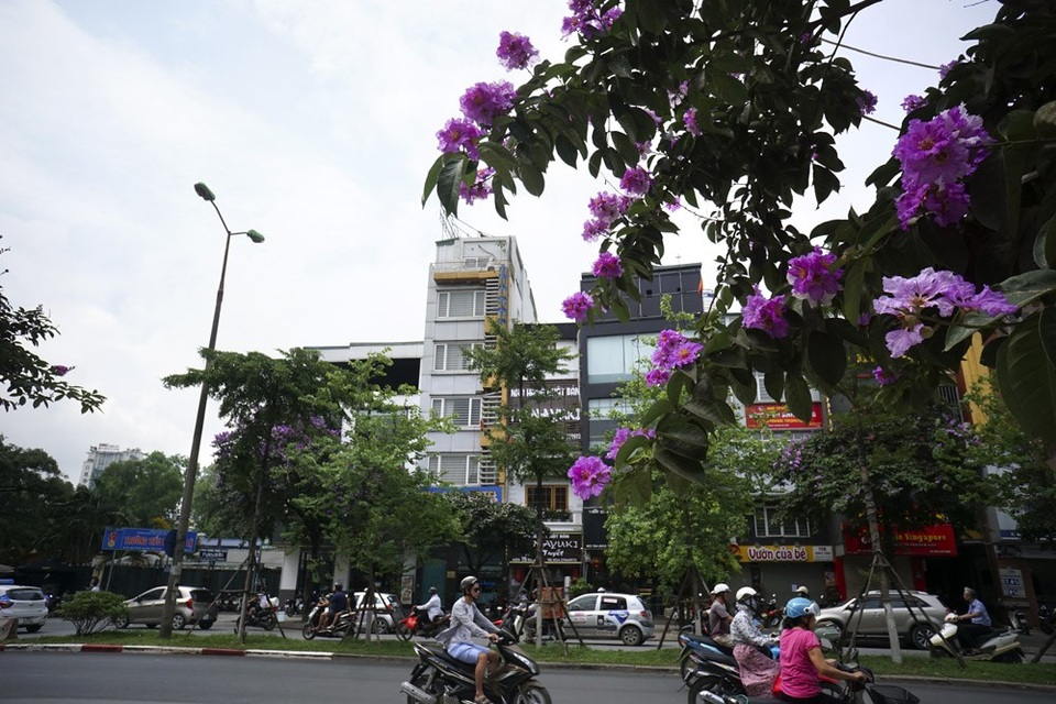 Mùa hoa bằng lăng nở tím trời Hà Nội - 13 Mùa hoa bằng lăng nở tím trời Hà Nội - 13