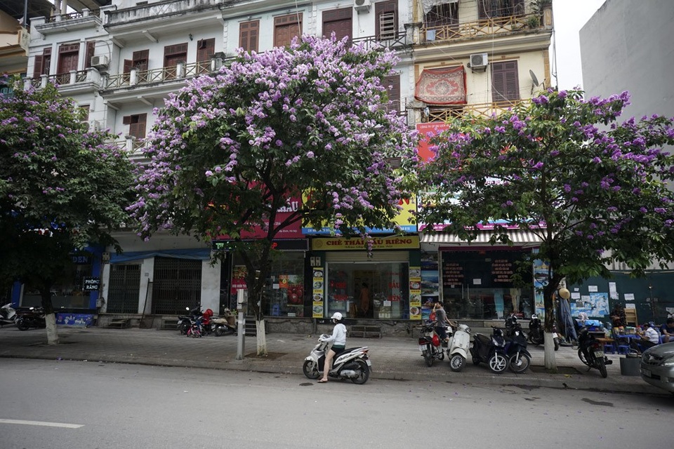 Mùa hoa bằng lăng nở tím trời Hà Nội - 14 Mùa hoa bằng lăng nở tím trời Hà Nội - 14