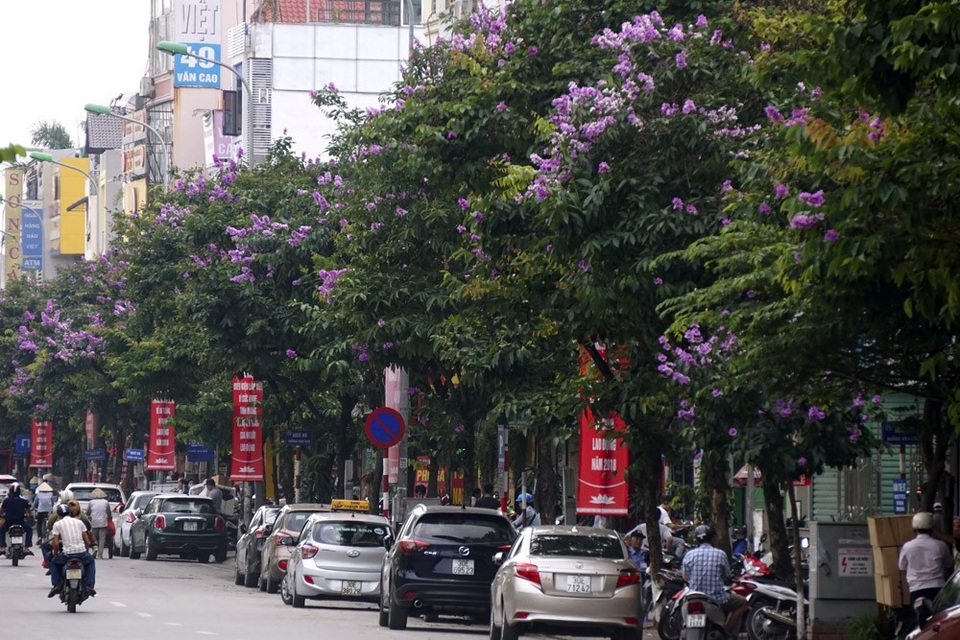 Mùa hoa bằng lăng nở tím trời Hà Nội - 15 Mùa hoa bằng lăng nở tím trời Hà Nội - 15