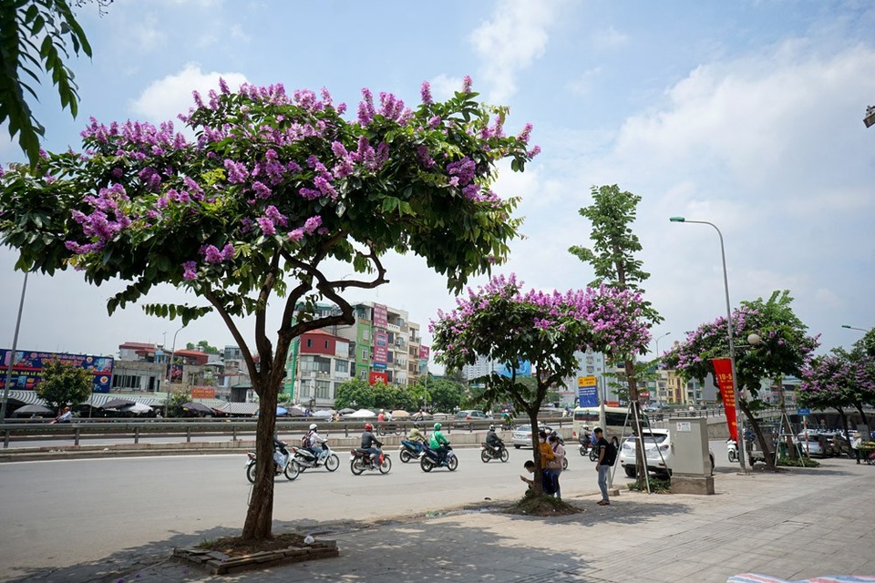 Mùa hoa bằng lăng nở tím trời Hà Nội - 2
Những cây bằng lăng trên đường Nguyễn Trãi giữa trưa hè.