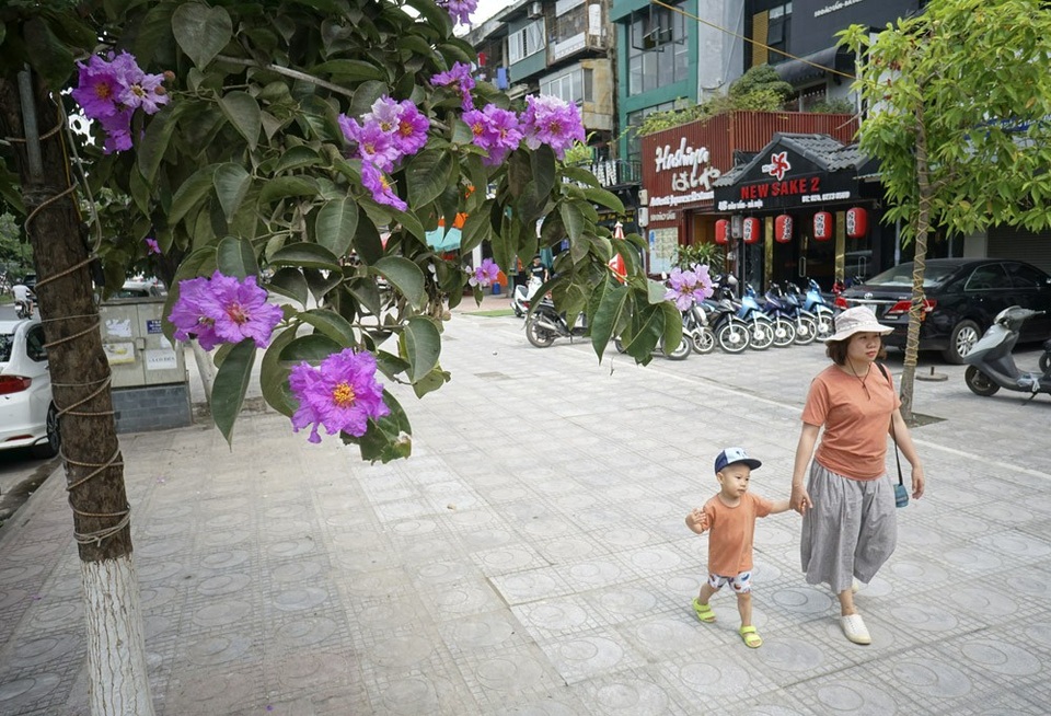 Mùa hoa bằng lăng nở tím trời Hà Nội - 4
Tán cây và hoa cho nhiều bóng mát trên đường phố.