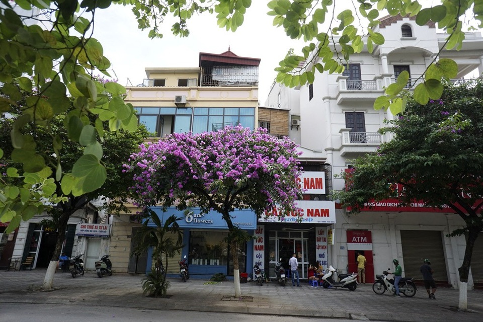 Mùa hoa bằng lăng nở tím trời Hà Nội - 6 Mùa hoa bằng lăng nở tím trời Hà Nội - 6