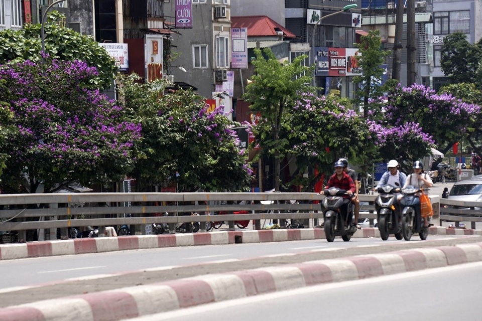 Mùa hoa bằng lăng nở tím trời Hà Nội - 7 Mùa hoa bằng lăng nở tím trời Hà Nội - 7