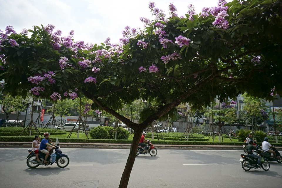 Mùa hoa bằng lăng nở tím trời Hà Nội - 9 Mùa hoa bằng lăng nở tím trời Hà Nội - 9