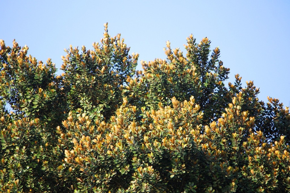 Những rừng cây ven biển nở hoa