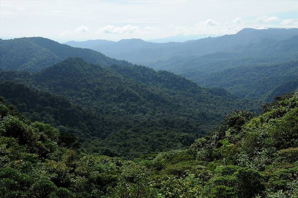 Những khu rừng đẹp nhất thế giới - 6