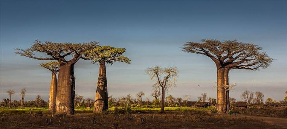 Những khu rừng đẹp nhất thế giới - 7