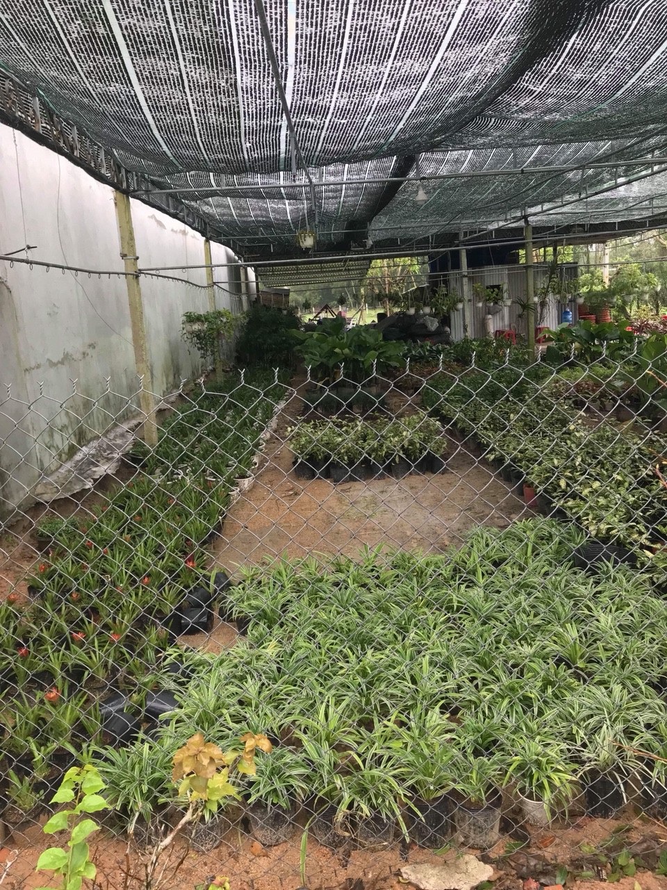 Quảng Nam: Cấp chồng đất nhưng lại “dây dưa” giải quyết trả lại cho dân! - 3 Lô đất của gia đình bà Huyền thời gian dài bị người khác đầu tư kinh doanh cây cảnh