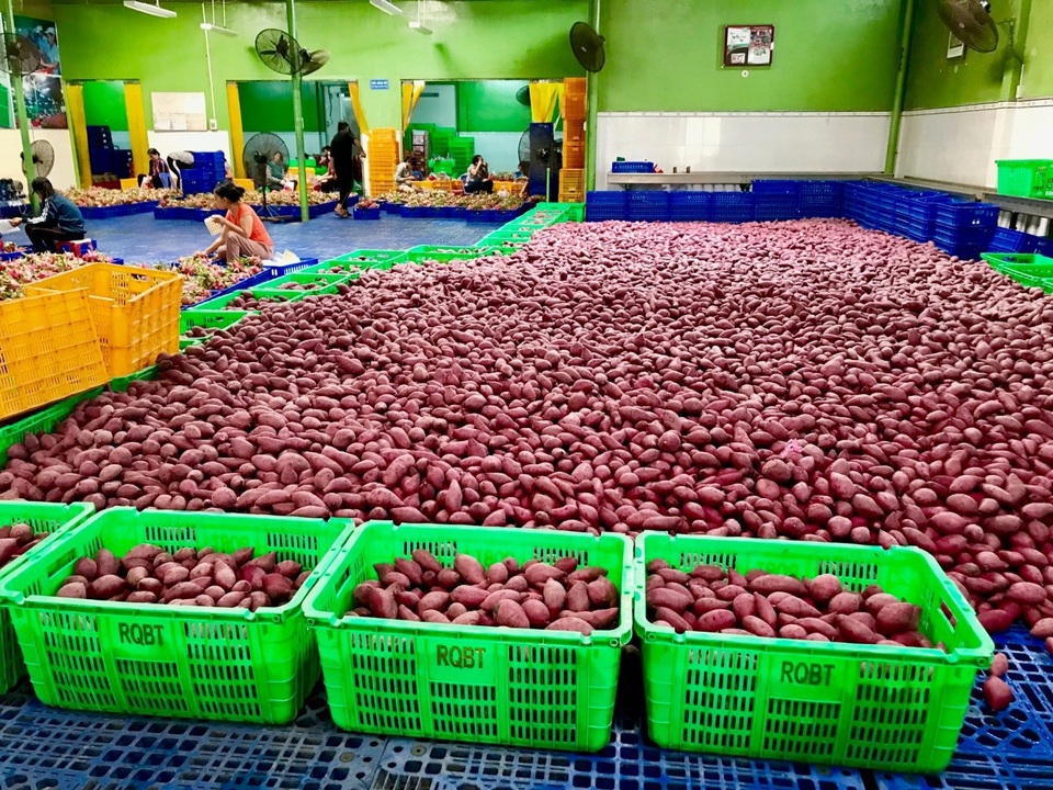 MM Mega Market Việt Nam xuất khẩu thành công nông sản Việt sang hệ thống Big C Thái Lan - 1 45 tấn khoai lang đã được MM Mega Market Việt Nam xuất khẩu sang hệ thống big C Thái Lan.