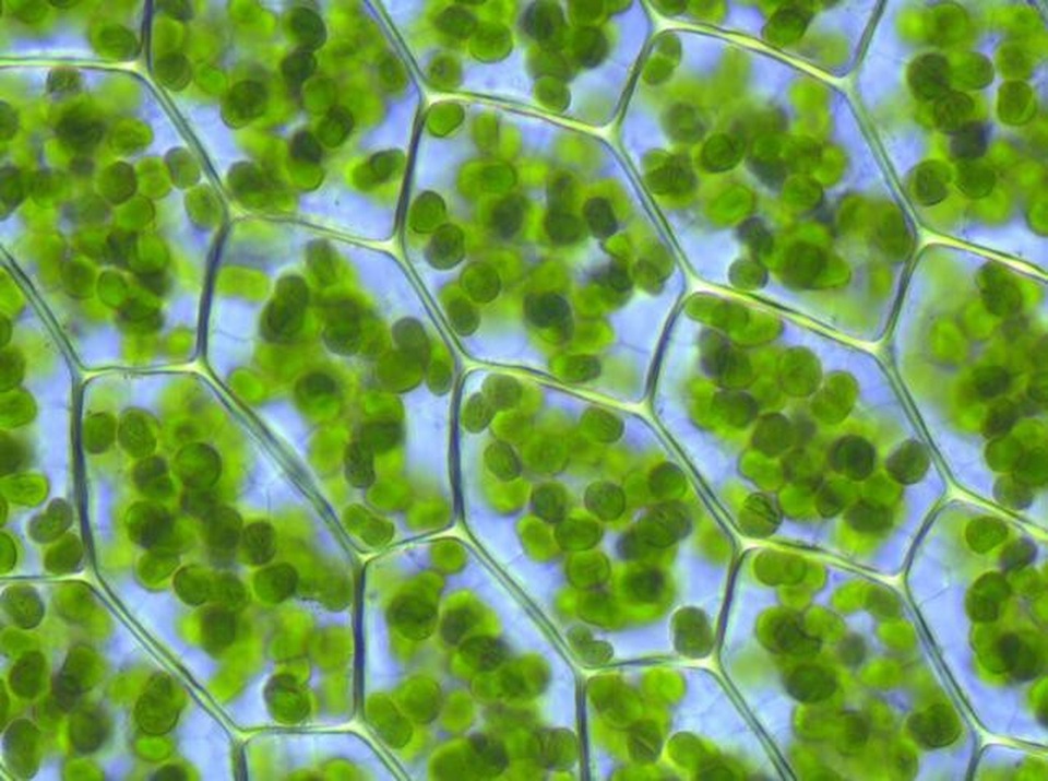 Chữa dứt điểm táo bón cho trẻ – những khuyến cáo mới nhất - 4 Chlorophyll giúp cơ thể tổng hợp nhiều oxy và đào thải các chất hại trong đại trực tràng