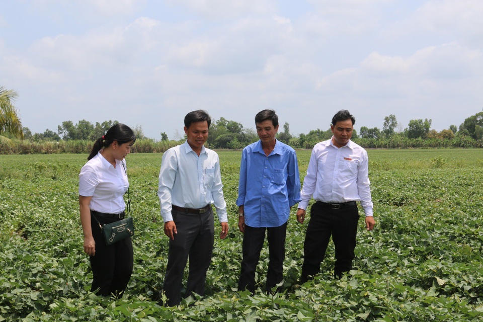 Nhiều vùng chuyên canh ở miền Tây được hình thành từ hợp tác 3N - 1 Nhiều vùng chuyên canh ở miền Tây được hình thành từ hợp tác 3N - 1