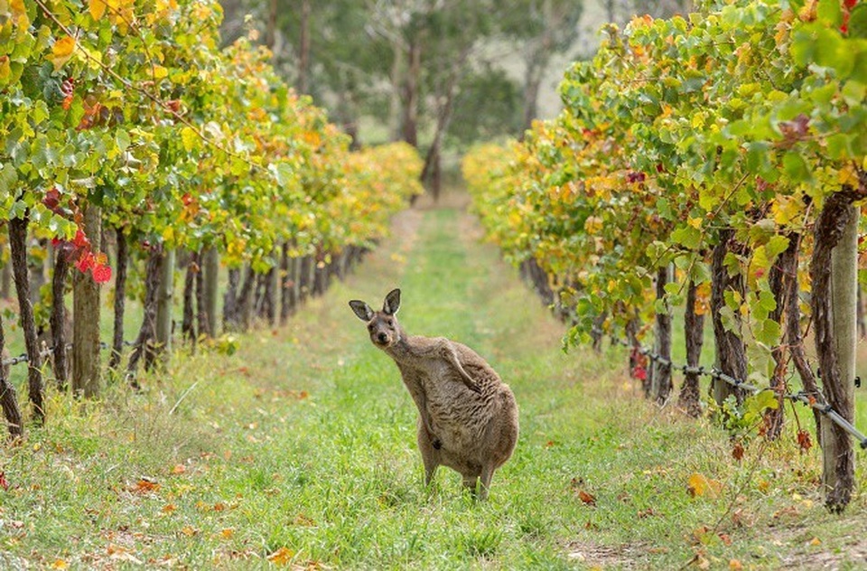 Những con Kanguru - biểu tưởng của nước Úc