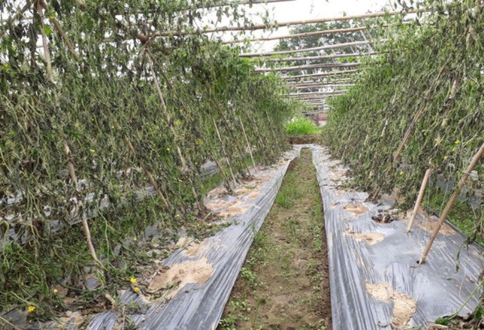 Phun thuốc cỏ cháy vào ruộng lúa để trả thù chuyện mất ví - 6
Vườn rau của gia đình tại xã Định Tân (huyện Yên Định) bị kẻ xấu nhổ gốc.