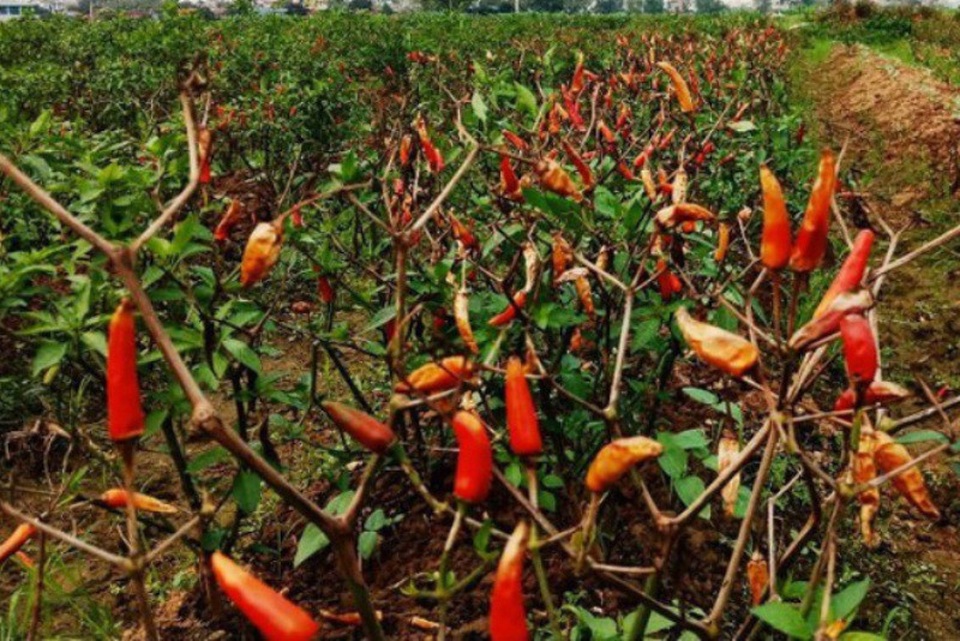 Phun thuốc cỏ cháy vào ruộng lúa để trả thù chuyện mất ví - 5 Ruộng ớt của gia đình tại xã Yên Phong (huyện Yên Định) bị phun thuốc chết khô