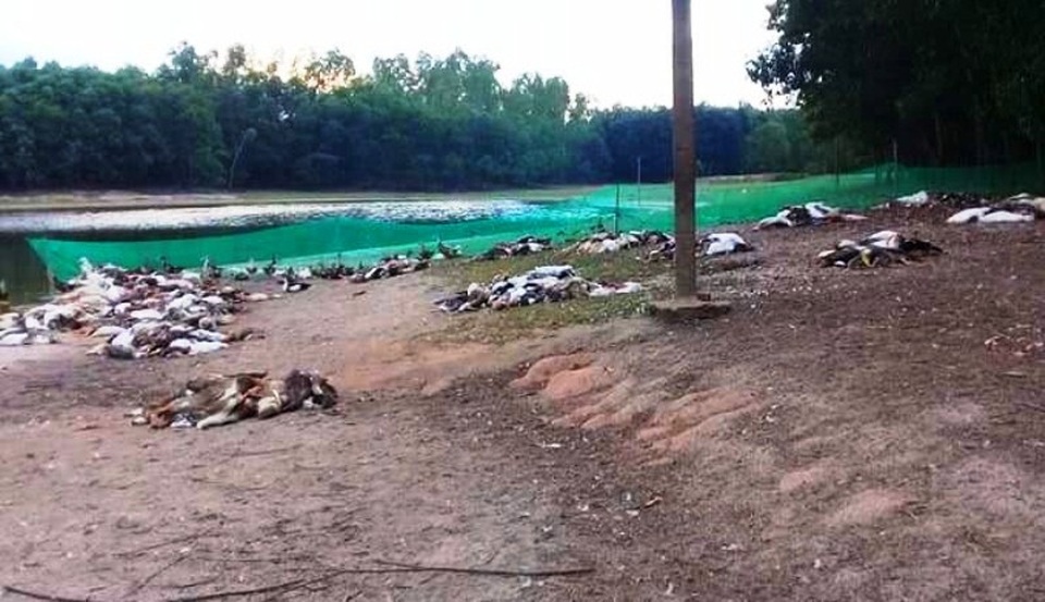 Kinh hãi phát hiện hơn 1.200 con vịt chết như ngả rạ - 1 Xác vịt chết như ngả rạ.