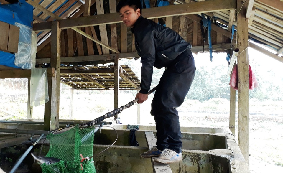 Cá tầm Việt “chết yểu” vì cá tầm Trung Quốc - 1 Người nuôi cá tầm ở Măng Đen lao đao vì cá tầm Trung Quốc