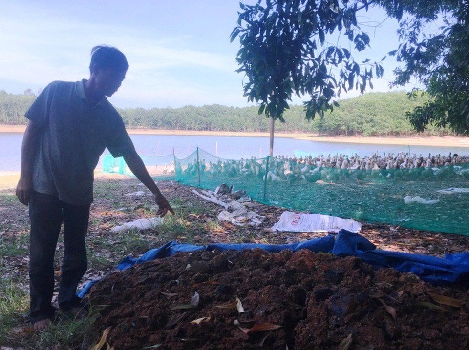 Kinh hãi phát hiện hơn 1.200 con vịt chết như ngả rạ - 2 Ông Chín cho rằng đàn vịt nhà ông bị kẻ xấu bỏ thuốc độc vào đống xác mì ông đổ bên chuồng vịt.