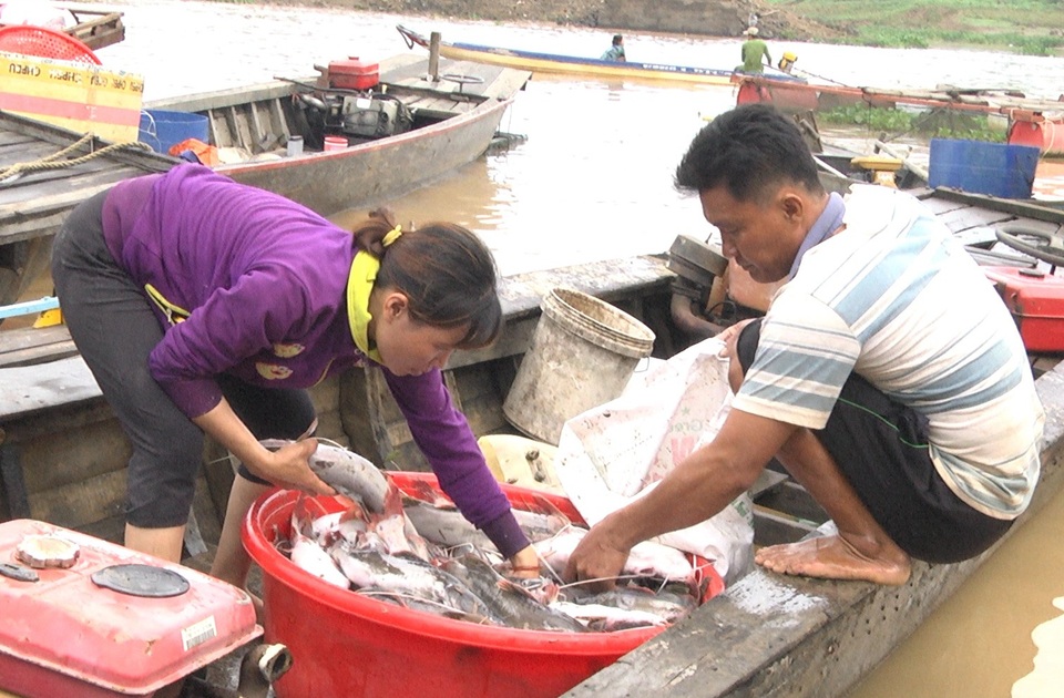 Hàng trăm tấn cá bè bất ngờ chết trên sông - 1 Một hộ nuôi có cá bị chết đem xác cá đi bán cho thương lái