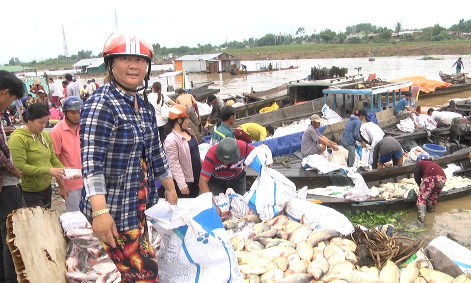 Hàng trăm tấn cá bè bất ngờ chết trên sông - 2 Hàng chục hộ dân có cá nuôi bị chết đem cá đến chợ cá bán cho thương lái. Tuy nhiên, do lượng cá quá lớn các thương lái không thể thu gom hết.