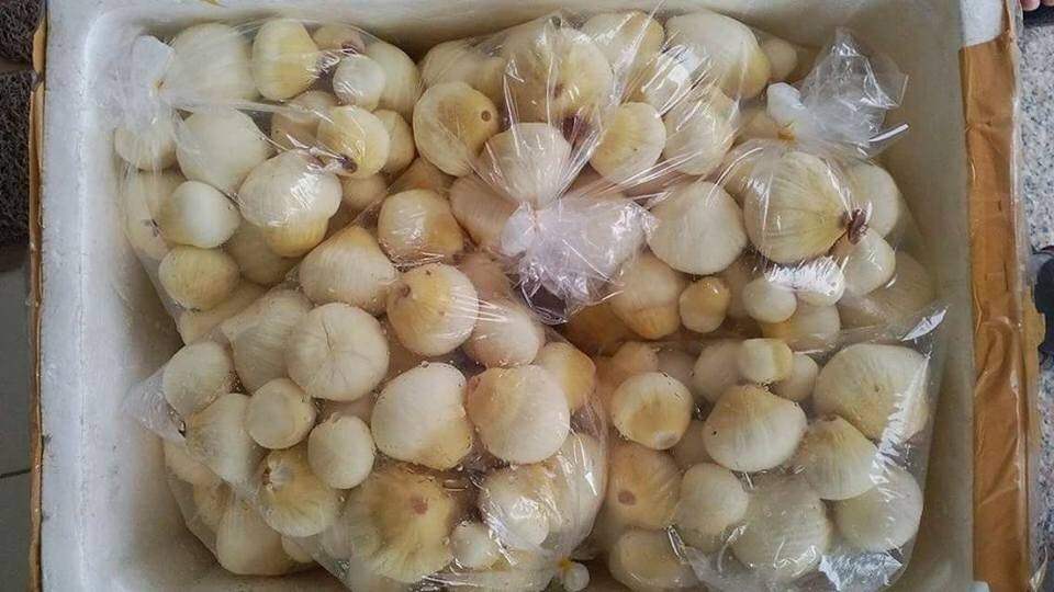 Mộng dừa trắng muốt, hàng lạ miền Tây hút khách Hà thành - 2
Có giá 200.000-280.000 đồng/kg, mộng dừa vẫn được nhiều người săn mua