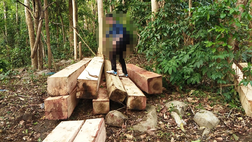 Khởi tố vụ phá rừng “khủng” tại Gia Lai - 1 Hình ảnh những điểm tập kết gỗ trên khu vực núi Chư Jú