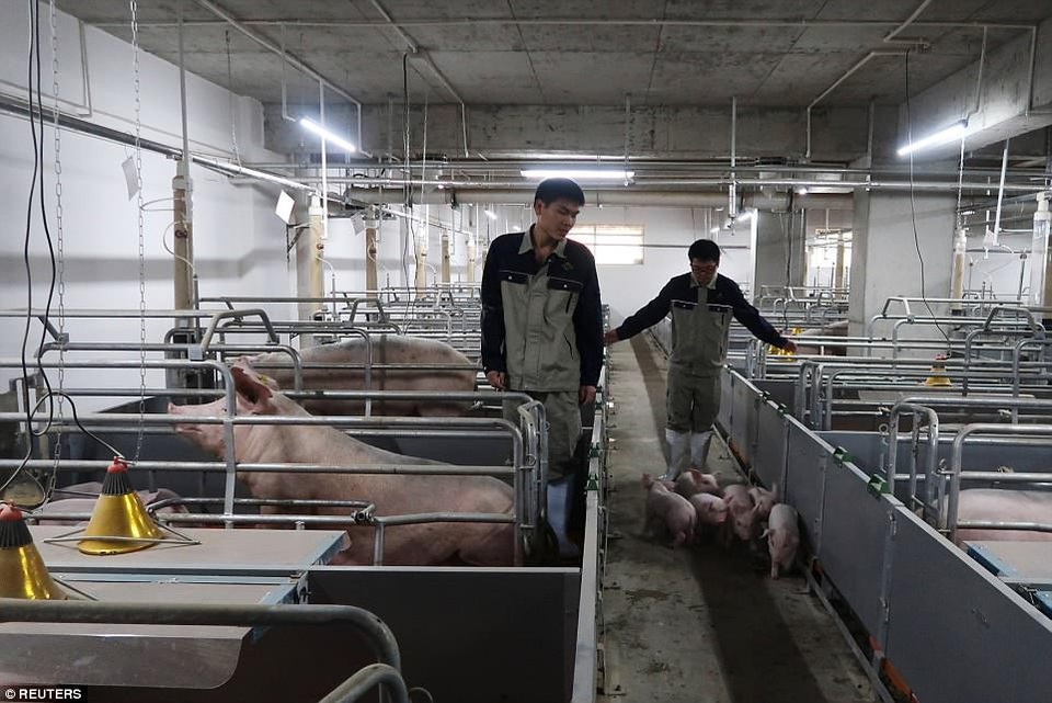 Bên trong khách sạn cao 7 tầng ở Trung Quốc chuyên để ... chăn lợn - 5 Bên trong khách sạn cao 7 tầng ở Trung Quốc chuyên để ... chăn lợn - 5
