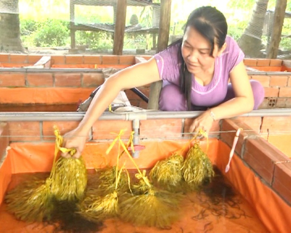 Thu nhập 25-30 triệu/tháng từ nuôi lươn không bùn - 1 Chị Phạm Thị Kiều Em bên mô hình nuôi lươn sinh sản trong bể lót bạt.