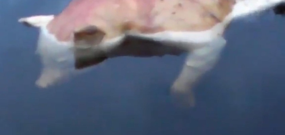 Xôn xao sự xuất hiện của sinh vật lạ đầu lợn tay người - 1 Xác chết của sinh vật bí ẩn bỗng xuất hiện trong hồ