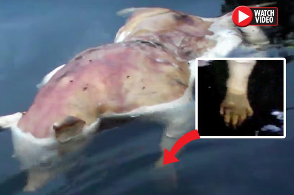 Xôn xao sự xuất hiện của sinh vật lạ đầu lợn tay người - 2 Dù không chia sẻ địa điểm nhưng nhiều người cho rằng đoạn video được quay ở Mỹ