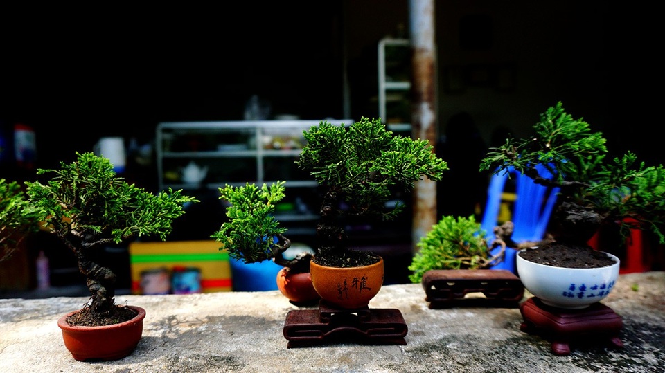 Bonsai siêu mini giá chục triệu đồng ở Sài Gòn - 3 Những giống cây có thể chế tác thành bonsai tí hon như cây duyên tùng, sơn liễu, mai chiếu thủy...
