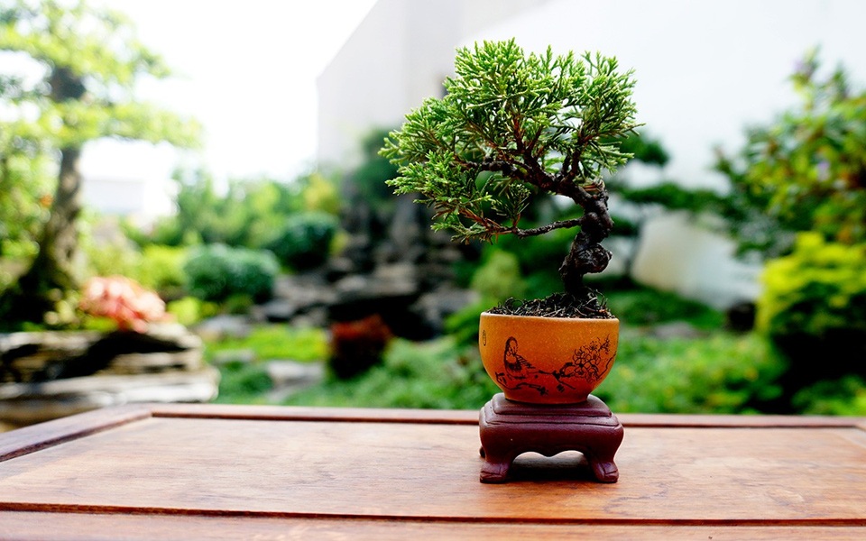 Bonsai siêu mini giá chục triệu đồng ở Sài Gòn - 2 Để trồng và tạo thế 1 cây bon sai siêu bé, cần thời gian 5-7 năm.