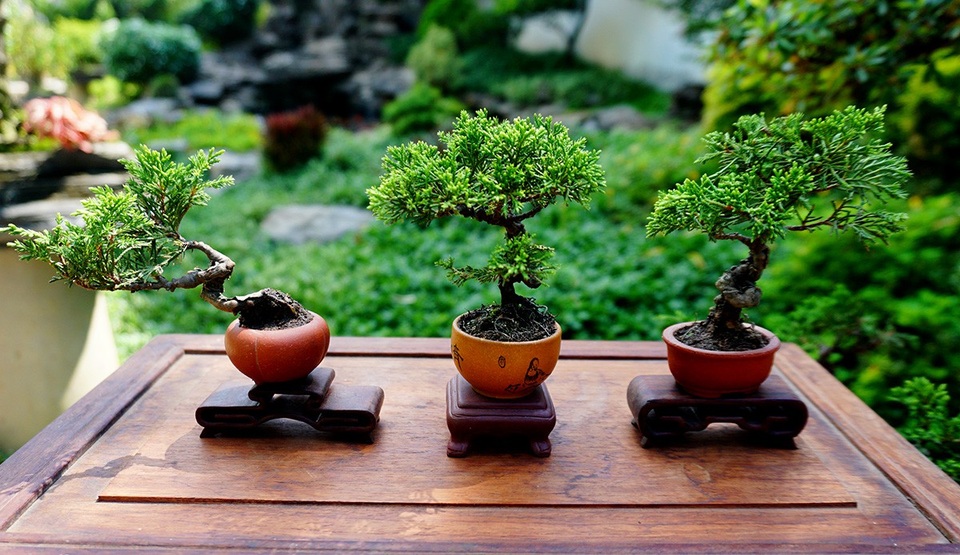 Bonsai siêu mini giá chục triệu đồng ở Sài Gòn - 1 Những cây bon sai siêu nhỏ được ông Vinh gieo giống và chăm sóc tại vườn.