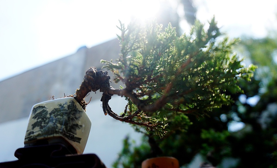 Bonsai siêu mini giá chục triệu đồng ở Sài Gòn - 13 Bonsai siêu mini giá chục triệu đồng ở Sài Gòn - 13