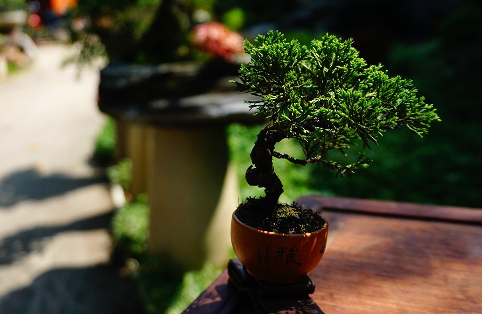 Bonsai siêu mini giá chục triệu đồng ở Sài Gòn - 12 Bonsai siêu mini giá chục triệu đồng ở Sài Gòn - 12