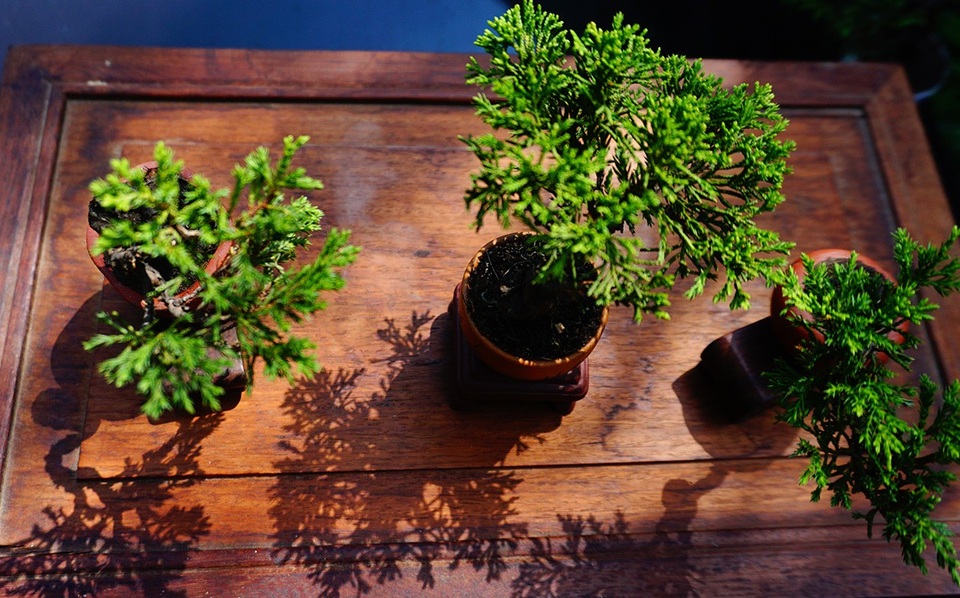 Bonsai siêu mini giá chục triệu đồng ở Sài Gòn - 15 Bonsai siêu mini giá chục triệu đồng ở Sài Gòn - 15