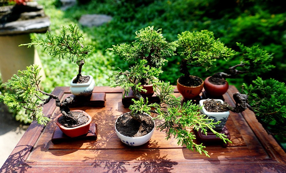 Bonsai siêu mini giá chục triệu đồng ở Sài Gòn - 11 Mỗi đợt gieo giống, ông Vinh thường trồng khoảng 30 chậu để chăm sóc.