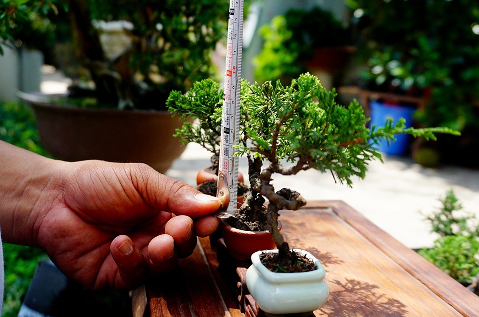 Bonsai siêu mini giá chục triệu đồng ở Sài Gòn - 10 Những cây bon sai chưa tới 10 cm.