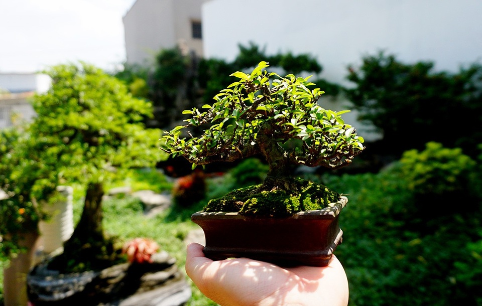 Bonsai siêu mini giá chục triệu đồng ở Sài Gòn - 9 Bonsai siêu mini giá chục triệu đồng ở Sài Gòn - 9