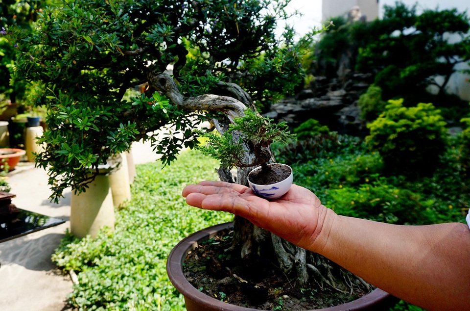 Bonsai siêu mini giá chục triệu đồng ở Sài Gòn - 7 Những chậu cây trồng bon sai được nhập từ Nhật Bản, giá khoảng 2 triệu đồng.