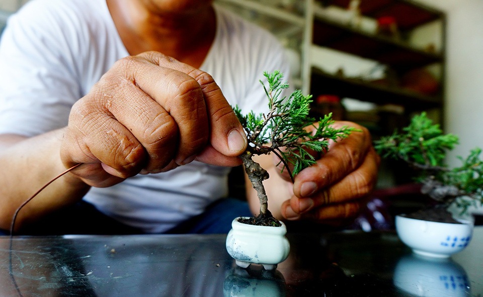 Bonsai siêu mini giá chục triệu đồng ở Sài Gòn - 6 Việc uốn nắn tạo thế cho cây bon sai siêu nhỏ đòi hỏi khéo tay, cẩn thận.