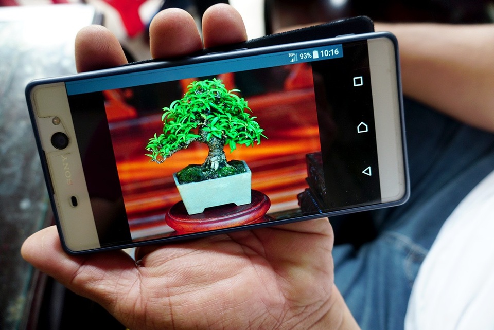 Bonsai siêu mini giá chục triệu đồng ở Sài Gòn - 16 Cây bon sai siêu nhỏ độc đáo được ông Vinh bán cho khách với giá 4.000 USD.