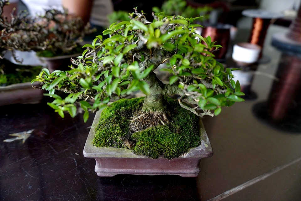 Bonsai siêu mini giá chục triệu đồng ở Sài Gòn - 4 Giá cả tuỳ thuộc vào độ tuổi, dáng của cây bon sai.