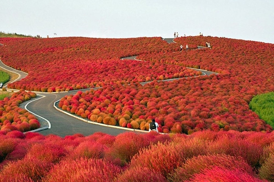 Thời điểm “vàng” đặt tour du lịch Hè - 6 Cây kochia rực rỡ mỗi mùa thu về tại công viên Hitachi (Ibaraki)